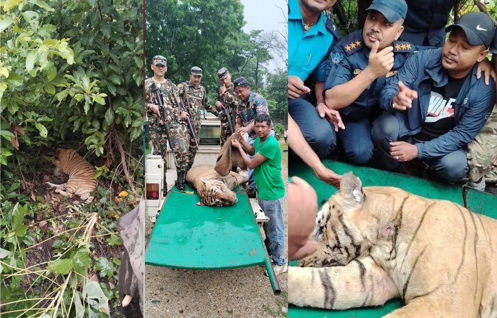 अमलेखगंजबाट नरभक्षी बाघलाई समातियो