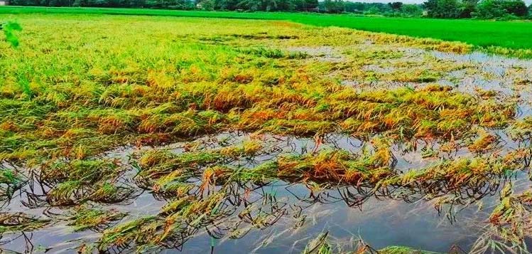 बारामा चार हजार हेक्टरमा लगाइएको बाली डुबानमा