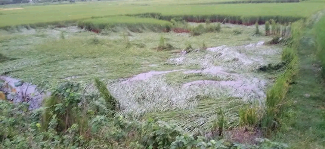 तिन दिन देखि लगातार अविरल वर्षाले धनुषाका खेत डुबाए, तयारी अवस्थामा रहेका धानवालीमा ठूलो क्षति